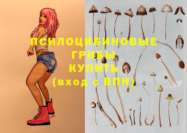 стафф Алзамай