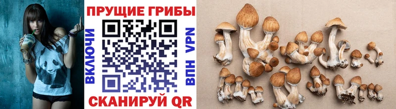 Псилоцибиновые грибы Psilocybine cubensis Среднеколымск